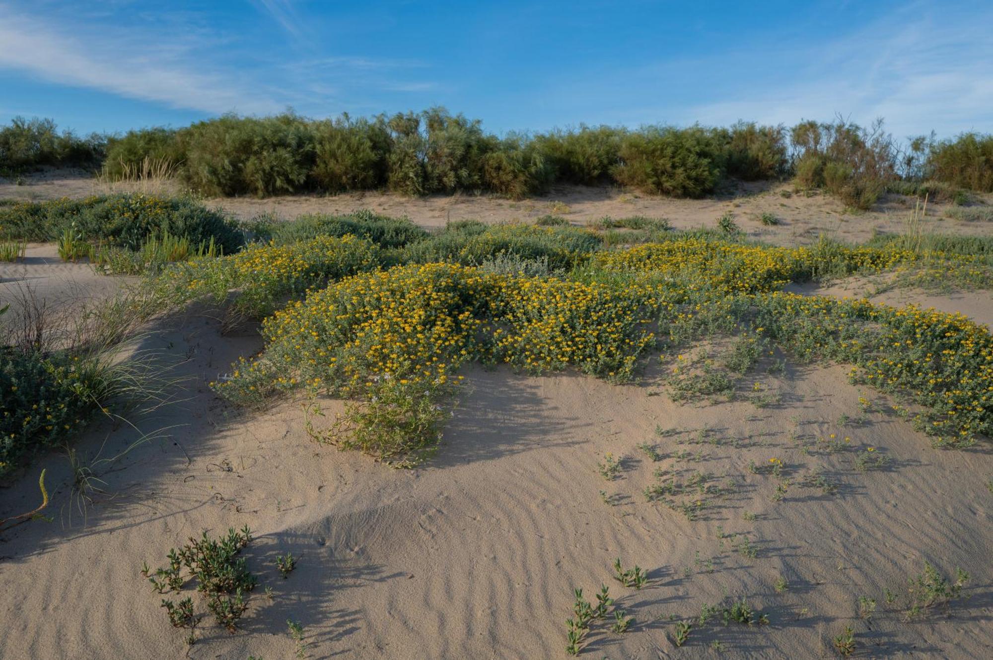 Apartamento - Atico Isla Canela Ayamonte Bagian luar foto